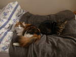 (213'817) - Katze Nimerya und Kater Shaggy auf dem Bett am 13.