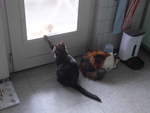 (213'984) - Kater Shaggy und Katze Nimerya mit Kater Momo am 20.
