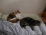 (214'005) - Katze Nimerya und Kater Shaggy auf dem Bett am 30.