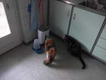 (214'087) - Kater Shaggy und Katze Nimerya beim Futterplatz am 2.