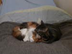 (214'118) - Katze Nimerya und Kater Shaggy balgen auf dem Bett am 8.