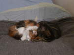 (214'119) - Katze Nimerya und Kater Shaggy balgen auf dem Bett am 8. Februar 2020 in Thun