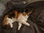 (214'369) - Kater Shaggy und Katze Nimerya auf dem Bett am 17. Februar 2020 in Thun
