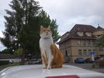 Thun/704969/218301---kater-momo-auf-dem (218'301) - Kater Momo auf dem Autodach am 3. Juli 2020 in Thun-Lerchenfeld