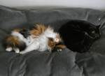 (260'255) - Katze Nymeria und Kater Shaggy auf dem Bett am 11. Mrz 2024 in Thun