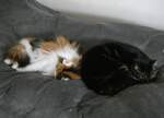 (260'256) - Katze Nymeria und Kater Shaggy auf dem Bett am 11. Mrz 2024 in Thun