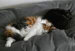 (260'257) - Katze Nymeria und Kater Shaggy auf dem Bett am 11. Mrz 2024 in Thun