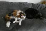 (260'350) - Katze Nymeria und Kater Shaggy auf dem Bett am 15. Januar 2024 in Thun