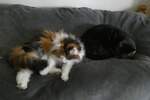 (260'351) - Katze Nymeria und Kater Shaggy auf dem Bett am 15.