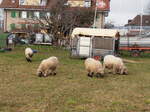 (258'090) - Vier Schafe am 1. Januar 2024 in Kerzers