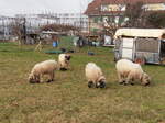 Kerzers/835754/258091---vier-schafe-am-1 (258'091) - Vier Schafe am 1. Januar 2024 in Kerzers