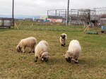(258'092) - Vier Schafe am 1. Januar 2024 in Kerzers