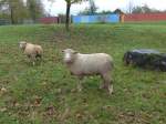 (155'990) - Zwei Schafe am 25. Oktober 2014 in Rain/Luzern