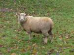 (155'991) - Ein Schaf am 25. Oktober 2014 in Rain/Luzern