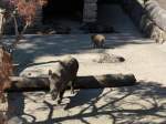 Goldau/455573/164333---wildschweine-am-31-august (164'333) - Wildschweine am 31. August 2015 im Tierpark Goldau