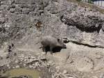 Goldau/455576/164336---wildschwein-am-31-august (164'336) - Wildschwein am 31. August 2015 im Tierpark Goldau