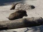 (164'343) - Wildschweine am 31. August 2015 im Tierpark Goldau