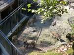 (164'359) - Ftterung der Wildschweine am 31. August 2015 im Tierpark Goldau