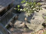 (164'360) - Ftterung der Wildschweine am 31. August 2015 im Tierpark Goldau