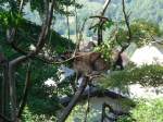 Goldau/455684/164361---ein-waschbaer-auf-dem (164'361) - Ein Waschbr auf dem Baum am 31. August 2015 im Tierpark Goldau