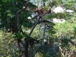 Goldau/455685/164362--waschbaeren-auf-dem-baum-am (164'362)- Waschbren auf dem Baum am 31. August 2015 im Tierpark Goldau