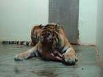 (145'785) - Tigerftterung im ZOO von Servion am 16. Juli 2013
