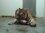 Servion/306004/145787---tigerfuetterung-im-zoo-von (145'787) - Tigerftterung im ZOO von Servion am 16. Juli 2013