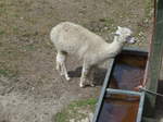 vallorbe/568004/181589---lama-im-jurapark-am (181'589) - Lama im Jurapark am 25. Juni 2017 in Vallorbe