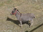 vallorbe/568012/181597---esel-im-jurapark-am (181'597) - Esel im Jurapark am 25. Juni 2017 in Vallorbe