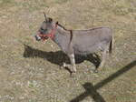 (181'598) - Esel im Jurapark am 25. Juni 2017 in Vallorbe