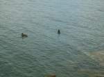 Yvonand/292985/140692---zwei-enten-auf-dem (140'692) - Zwei Enten auf dem Neuenburgersee am 19. Juli 2012 bei Yvonand