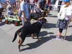 Hunde/666028/206750---sennenhunde-am-23-juni (206'750) - Sennenhunde am 23. Juni 2019 am Jodlerfest-Umzug in Winterthur