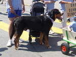 Hunde/666160/206751---sennenhund-am-23-juni (206'751) - Sennenhund am 23. Juni 2019 am Jodlerfest-Umzug in Winterthur
