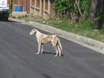 Hunde/684315/211895---hund-auf-der-strasse (211'895) - Hund auf der Strasse am 21. November 2019 in La Cruz