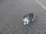(156'991) - Eine Katze am 20. November 2014 in Hoogeveen
