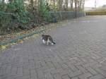 (156'992) - Eine Katze am 20. November 2014 in Hoogeveen