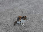 Katzen/529020/175994---eine-zutrauliche-katze-am (175'994) - Eine zutrauliche Katze am 19. Oktober 2016 in Pertisau
