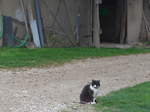 Katzen/551001/179298---eine-katze-am-2 (179'298) - Eine Katze am 2. April 2017 in Vendlincourt