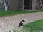 (179'299) - Eine Katze am 2. April 2017 in Vendlincourt