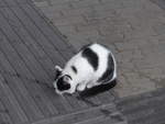 Katzen/641010/197429---eine-katze-am-14 (197'429) - Eine Katze am 14. September 2018 beim Bahnhof Sd in Salzburg