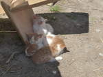 Katzen/701710/217362---vier-junge-katzen-am (217'362) - Vier junge Katzen am 25. Mai 2020 in Allmendingen