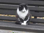 Katzen/719617/222334---katze-auf-dem-baenkli (222'334) - Katze auf dem Bnkli am 21. Oktober 2020 in Heiden