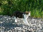 (234'544) - Katze am 15. April 2022 in Monthey