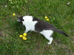Katzen/811859/248836---katze-am-18-april (248'836) - Katze am 18. April 2023 in Grindelwald