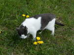 Katzen/811860/248837---katze-am-18-april (248'837) - Katze am 18. April 2023 in Grindelwald