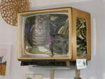 (249'254) - Kater Cesar macht es sich gemtlich im alten Fernseher am 29.