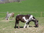 Stechelberg/879981/273812---zwei-esel-am-10 (273'812) - Zwei Esel am 10. April 2025 in Stechelberg