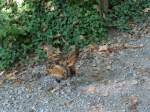 (164'348) - Ein Huhn am 31. August 2015 im Tierpark Goldau