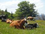 Kuhe/292455/139861---kuehe-auf-der-weide (139'861) - Khe auf der Weide beim Creux du Van am 17. Juni 2012