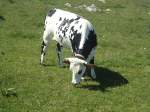 Kuhe/292467/139877---weidende-kuh-auf-der (139'877) - Weidende Kuh auf der Weide beim Creux du Van am 17. Juni 2012
